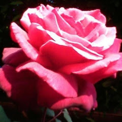 Rose For A Soul Avatar