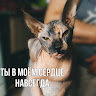 Автор