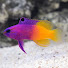 Ofw_flyuEMI-channel-avatar-Hobbyist Fishkeeper