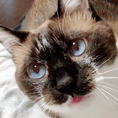 ねこまみれ