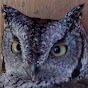 The Jollyville Screech Owl House logo