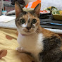 鷹のチャンネルアイコン