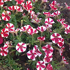 TEHNOLOGIE ȘI EDUCAȚIE