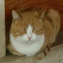 Flying catアイコン画像
