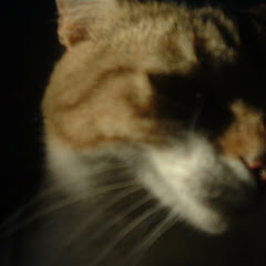 nebardooo