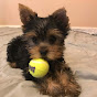 Kira's Wild Life (Toy Yorkshire Terrier) logo