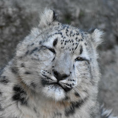 宮丸動物・鉄道チャンネル