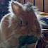 baP5qG1FQPs-channel-avatar-luX