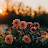 @miabrkljacic3407