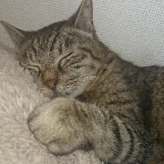 ひとり暮らし日和アイコン画像