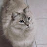 Автор