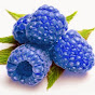 BlueRaspberry