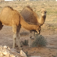 Free Bedouin