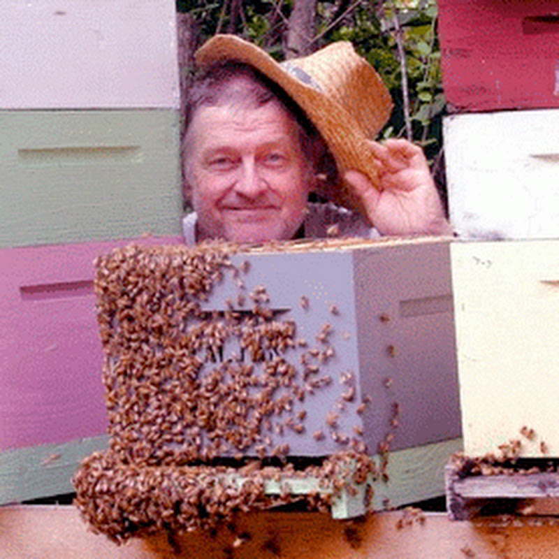 Don The Fat Bee Man icon