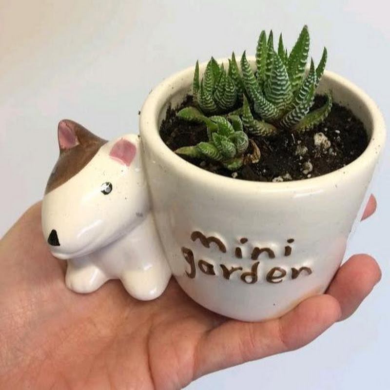 Succulent Plant Care