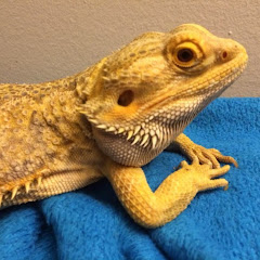 Cardboard Dragon Reviews