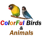 ColorFul Birds & Animals