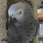 Arkansas Parrot & Wildlife Rescue