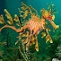 9H7AIdT5Wc4-channel-avatar-fishyseahorse53