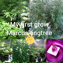 Marcus king tree