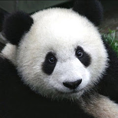 Cute Animal Panda TVアイコン画像