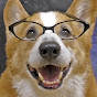 Goro@Welsh corgi