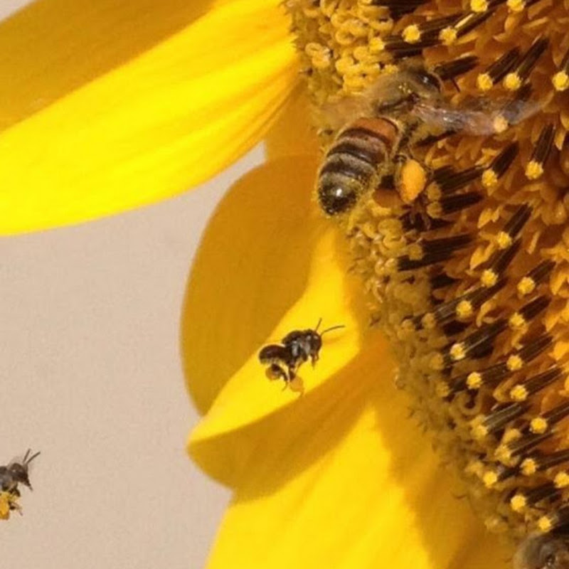 Native Bees Sunshine Coast