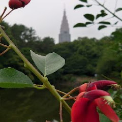 カフェチャンネル