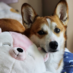 大卫电影アイコン画像