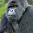 @hairyferrit Avatar