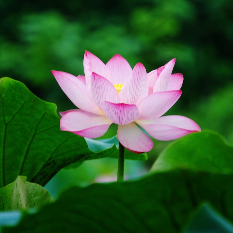 Phật Pháp Vô Biên