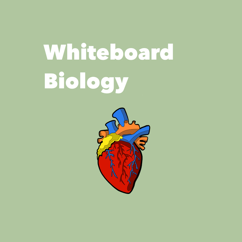 Whiteboard Biology