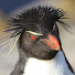 tZaVe4ECoFs-channel-avatar-Penguins International