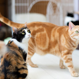 D.C犬猫キャッスル