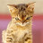 @Wiley-Cot's avatar
