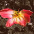 bmsV1TuESrc-channel-avatar-MrSenseisnotcommon