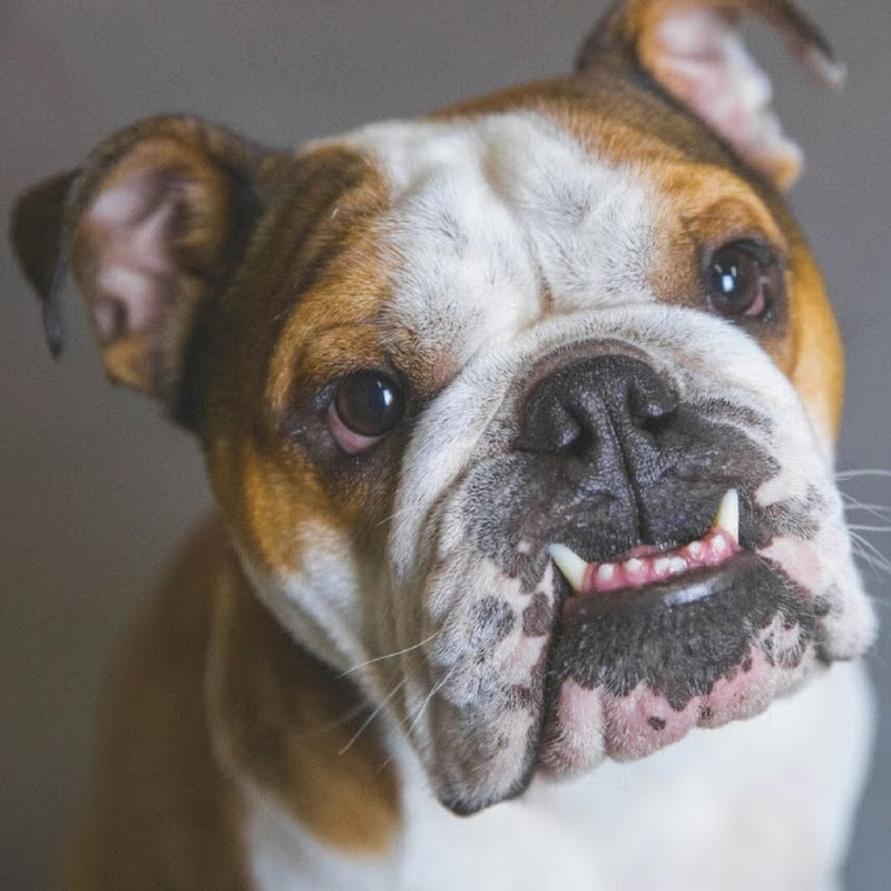 Mister Bentley the Dog