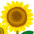 kNs4AjpDZdA-channel-avatar-himawari