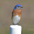 Heritage Pines Nestbox