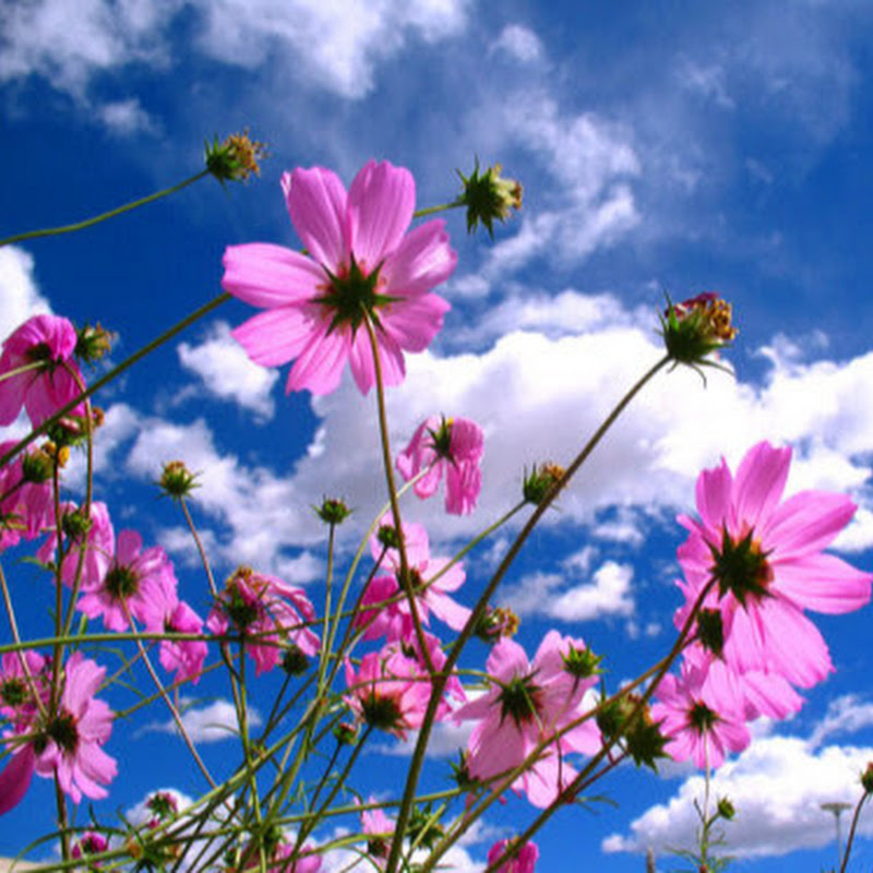 How To Look At Flowers