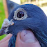 qv51P_j7zhs-channel-avatar-Racing Pigeon Group