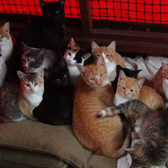 Feralcatsneedlove Avatar