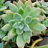 7IPx_JZ9MfI-channel-avatar-Succulent Queen