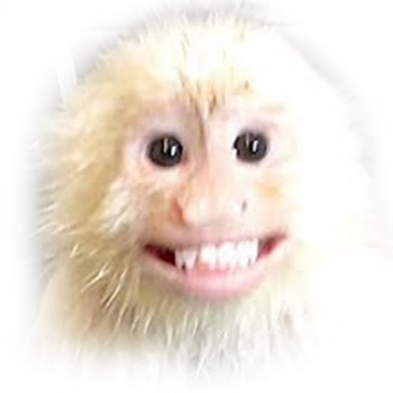 MonkeyXander