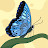 @butterfly-kogi