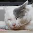 z4olWkyHcm0-channel-avatar-元野良猫達の田舎暮らし/Cat Family Living In Japan