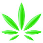 CBD Hemp Oil TV Denver logo