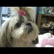 pitty bela