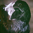 G_mkQW1yEAc-channel-avatar-Brynden Rivers