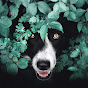 Nayati Border Collie logo